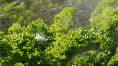 Kale being watered (slow motion) Stock Footage 115952233