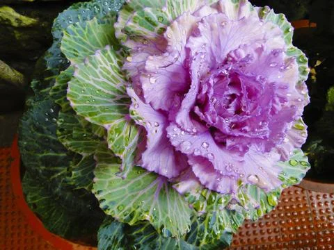 Kale, Brassica oleracea, Botanical Park, Kerala, India Kale, Brassica oler... Stock Photos