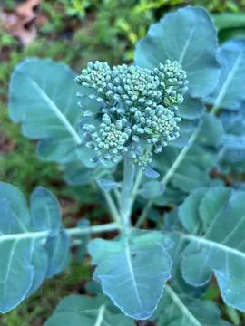 Kale-buds-in-spring Stock Photos