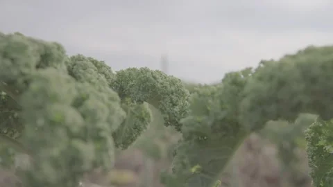 Kale cabbage 15 Video stock 317845618