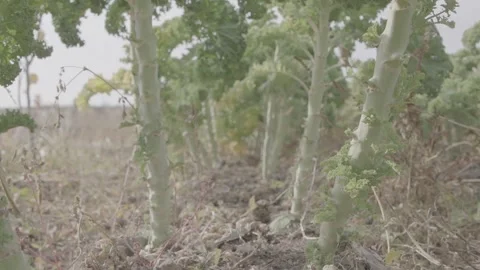 Kale cabbage 24 Stock Footage 317845777