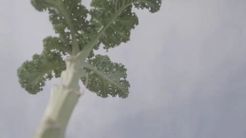 Kale cabbage 27 Video stock 317845760