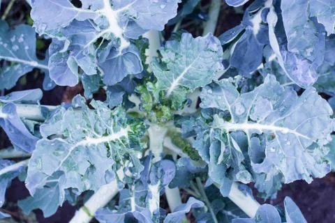 Kale cabbage leaf background. Tuscan or black kale pattern. Winter cabbage fo Stock Photos