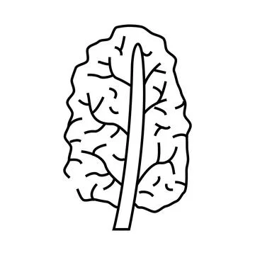 Kale cabbage line icon vector illustration Ilustración de archivo