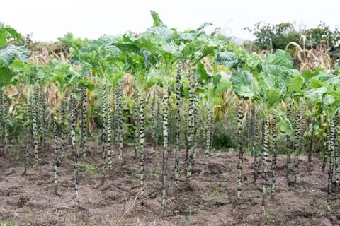 Kale cabbage. Winter cabbage also known as italian kale or lacinato growth in 写真素材
