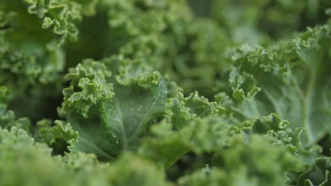 Kale close up being sprayed with water spinning 01 Vídeo Stock 110886138
