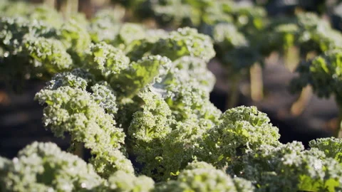 Kale close up Stock Footage 138465162