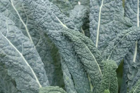 Kale close-up. Gray wavy cabbage leaves called kale, background. Stock Photos