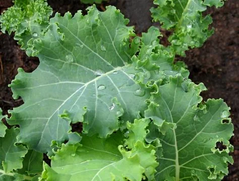 Kale close up Stock Photos