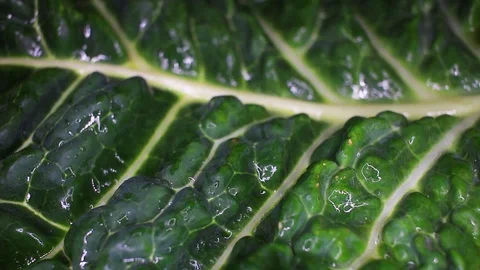 Kale cole leaf closeup texture video on rolling rotating looping plate Stock Footage 104324990