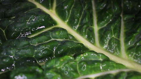 Kale cole leaf closeup texture video on rolling rotating looping plate Stock Footage 104329576
