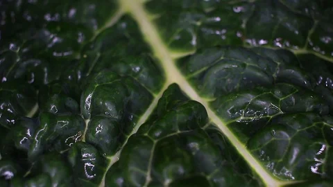 Kale cole leaf closeup texture video on rolling rotating looping plate Stock Footage 104329671