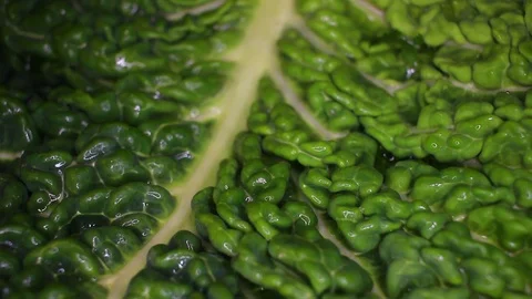 Kale cole leaf closeup texture video on rolling rotating looping plate Stock Footage 104336118