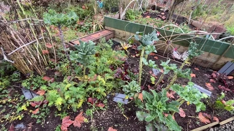 Kale crops in the garden Stock Footage 259092464