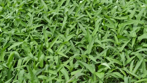Kale farming Stock Footage 228880280