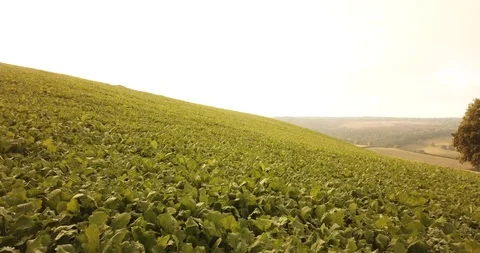 Kale field by Drone Stock Footage 98162148