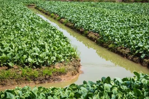 Kale in the field Stock Photos