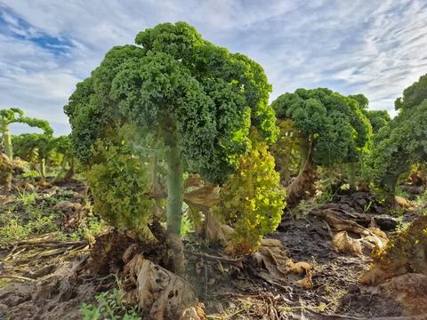 Kale on a field Stock-Fotos