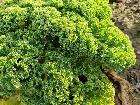 Kale on a field Stock-Fotos