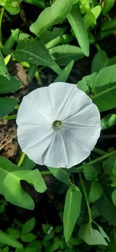 Kale flower Stock Photos