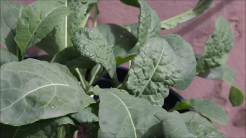 Kale Stock-Footage 132246775