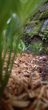 Kale forest Stock Photos