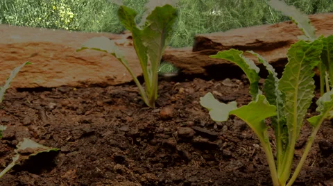 Kale in the garden Stock Footage 47415665