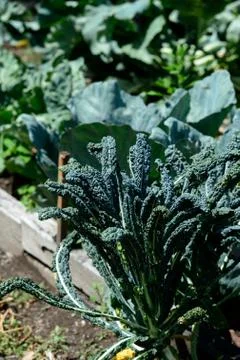 Kale in the garden Stock Photos