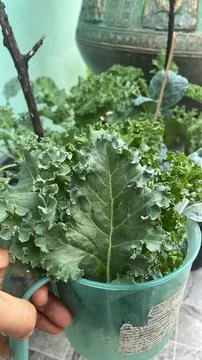 Kale in the garden Foto stock