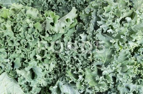Kale greens ready to eat Stock Photos