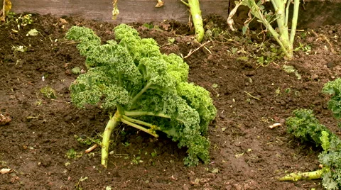 Kale growing in the vegetable garden Stock Footage 53764265