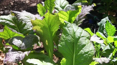 Kale grows in the garden Stock Footage 90671840