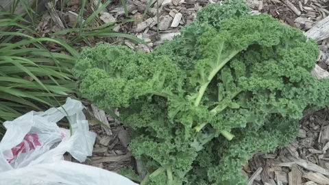 KALE HARVESTED BUNDLE GROCERY SACK BAG Video stock 102237653
