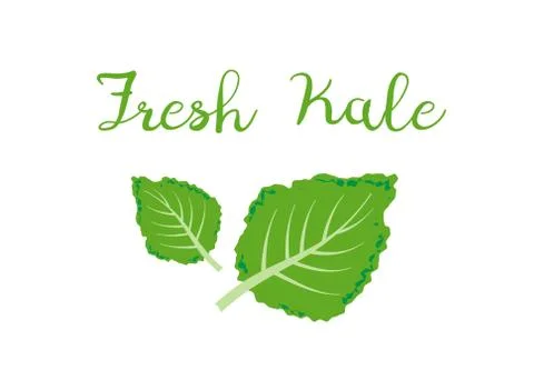 Kale icon vector. Fresh kale vector illustration Stock Illustration