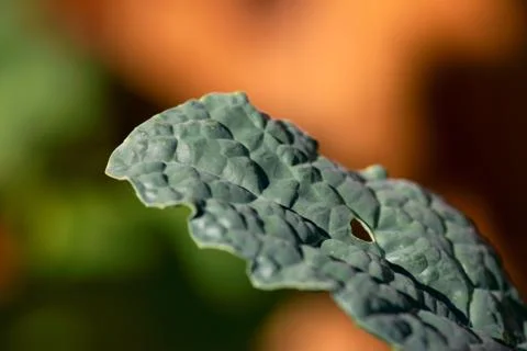 Kale Leaf Closeup Stock Photos