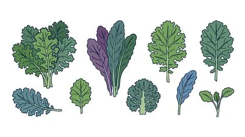 Kale Leaf Illustration Set with Curly and Flat Leaves Hand Drawn Botanical .. Stock Illustration