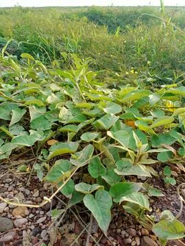 Kale leaves 스톡 사진