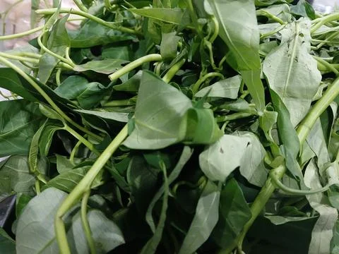 Kale is one of the vegetables that is often found in markets and supermarke.. Stock Photos