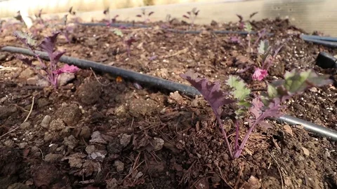 KALE PATCH Stock Footage 102742728