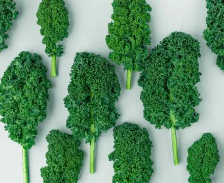 Kale pattern on a white background, top view, flat lay Stock Photos