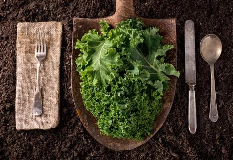 Kale Stock Photos