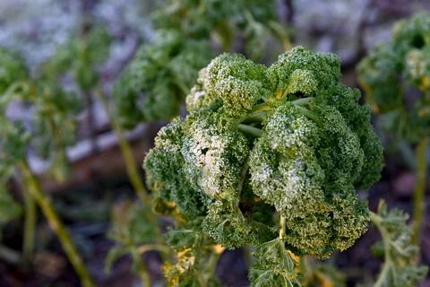 Kale Stock Photos
