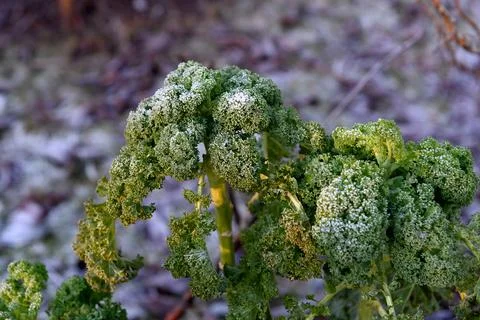 Kale Foto stock