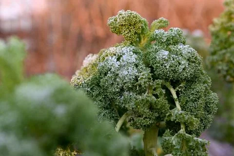 Kale Foto stock