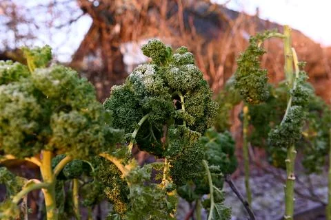 Kale Foto stock