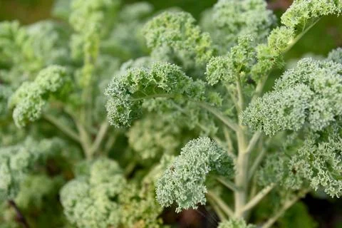 Kale Foto stock