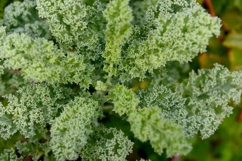 Kale Foto stock