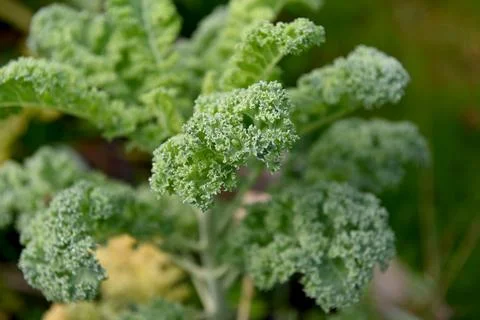 Kale Foto stock