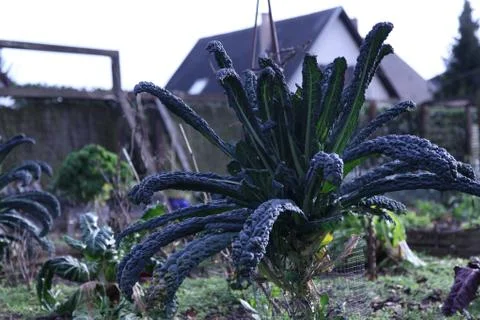 Kale plant Stock Photos