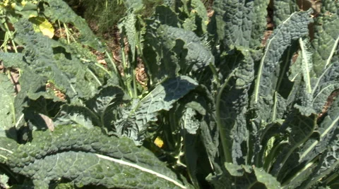 Kale plants Stock Footage 46906829